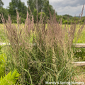 Karl Foerster Grass | Calamagrostis