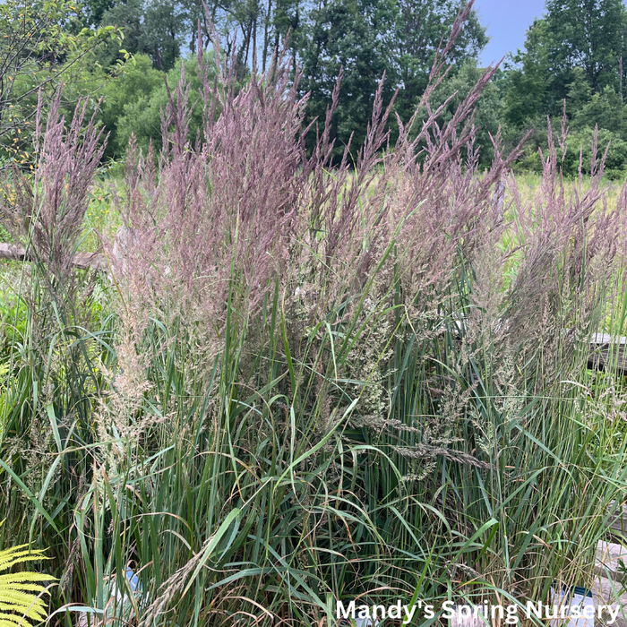Karl Foerster Grass | Calamagrostis