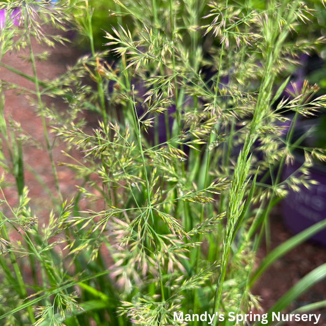 Karl Foerster Grass | Calamagrostis