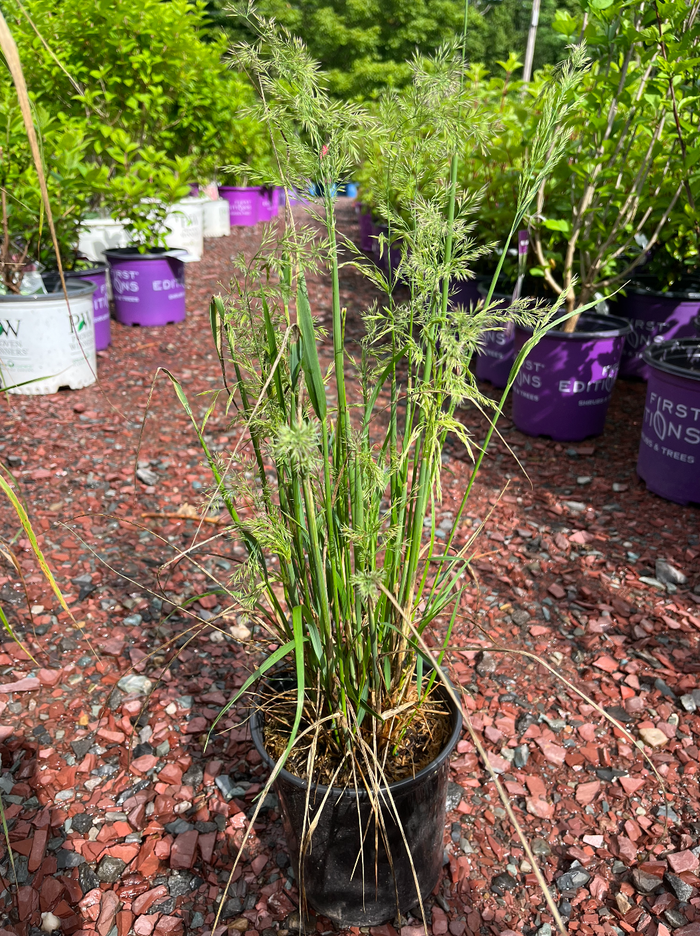 Karl Foerster Grass | Calamagrostis