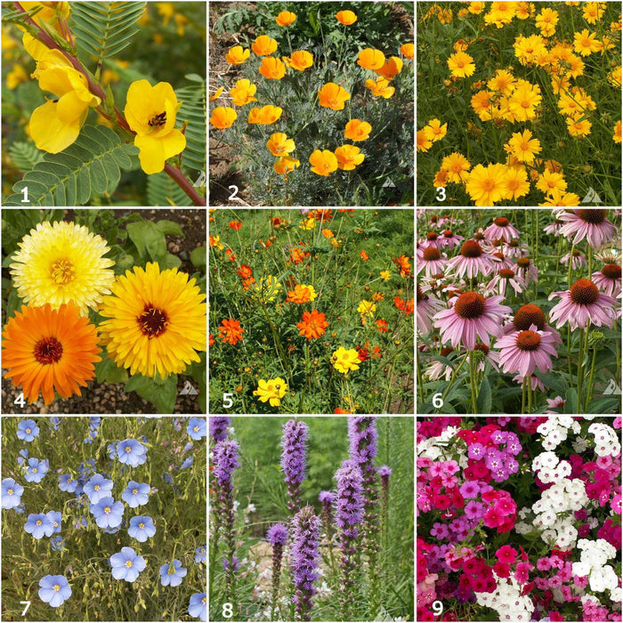 Kids Scatter Garden | Bird Habitat | Holiday Learning Gift