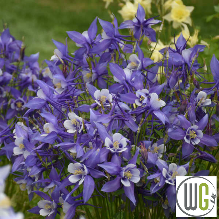 KIRIGAMI™ Mix Columbine | Aquilegia