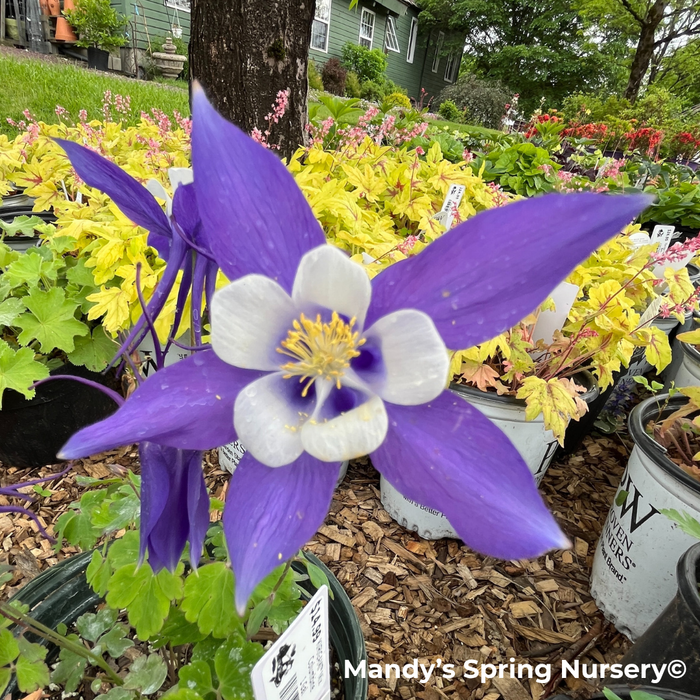 KIRIGAMI™ Mix Columbine | Aquilegia