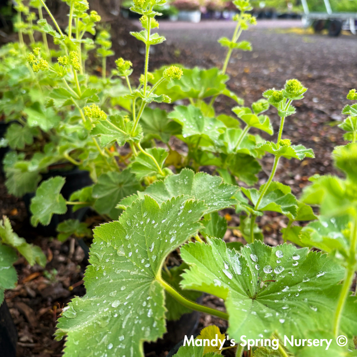 Lady's Mantle ‘Thriller’ | Alchemilla mollis
