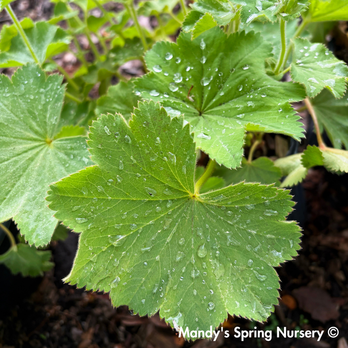 Lady's Mantle ‘Thriller’ | Alchemilla mollis