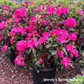 Landmark Rhododendron | Rhododendron X Landmark