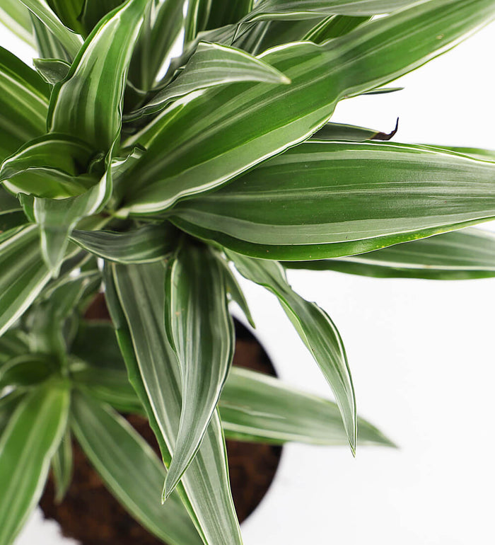 Large Dracaena Fragrans Warneckei