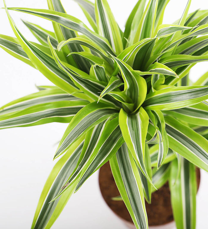 Large Dracaena Lemon & Lime