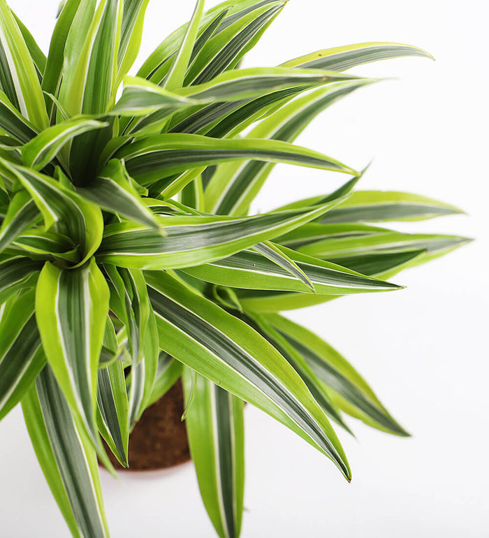 Large Dracaena Lemon & Lime