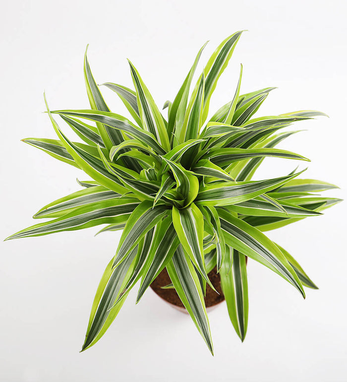 Large Dracaena Lemon & Lime