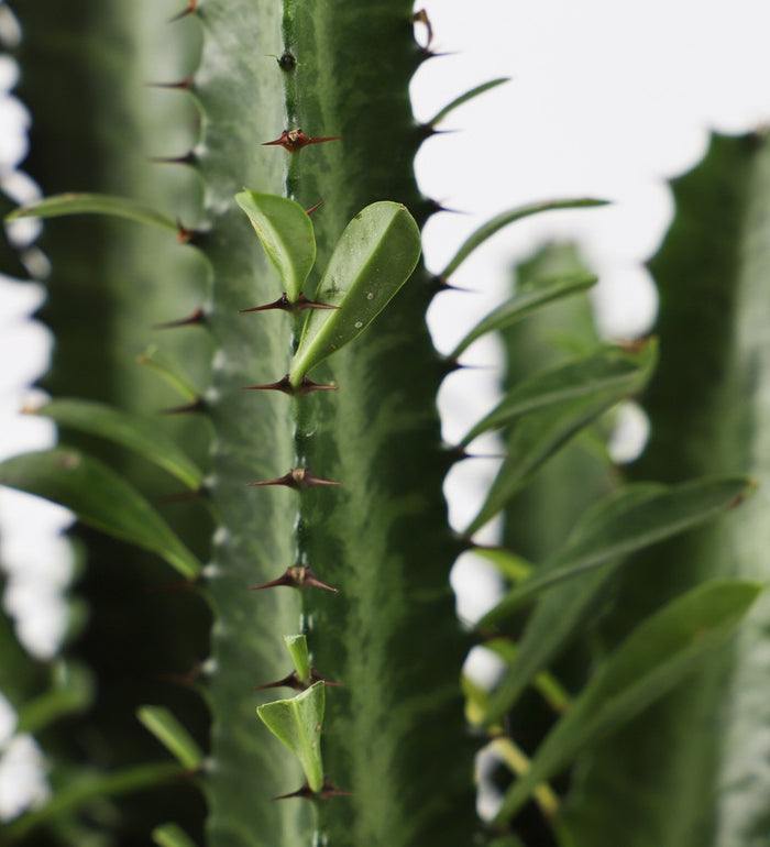 Large Euphorbia Trigona Cactus