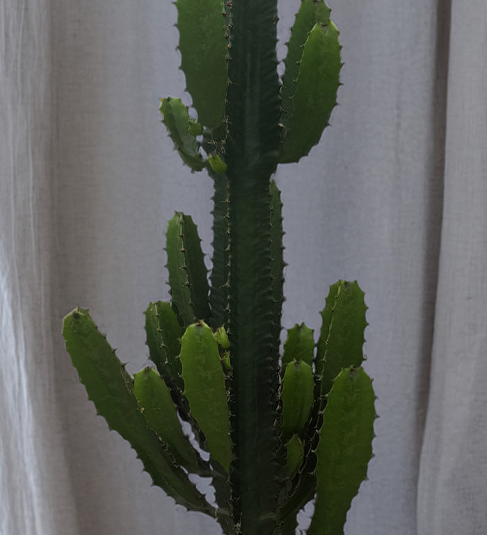 Large Euphorbia Trigona Cactus