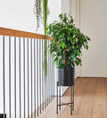 Large Ficus Benjamina
