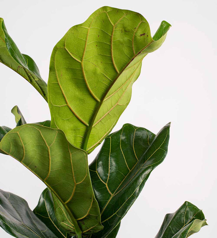 Large Fiddle-Leaf Fig