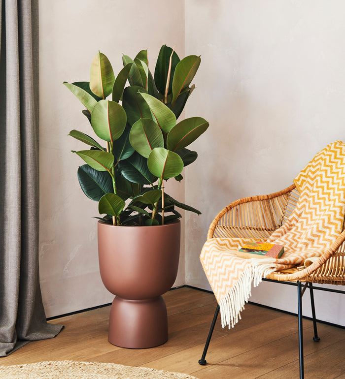 Large Rubber Plant