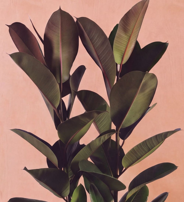 Close-up of Large Rubber Plant double stem foliage