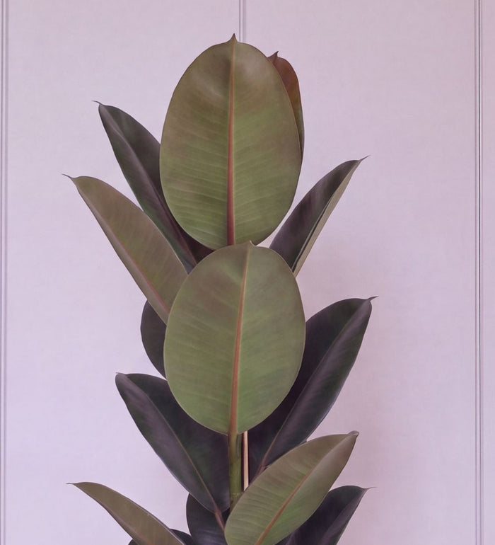Close-up of Large Rubber Plant single stem glossy dark green leaves