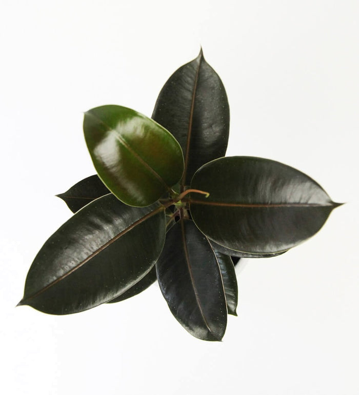 Large Rubber Plant