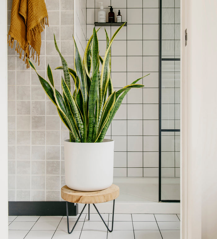 Large Snake Plant