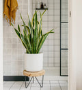 Large Snake Plant