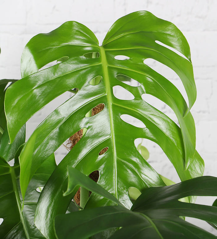Large Swiss Cheese Plant
