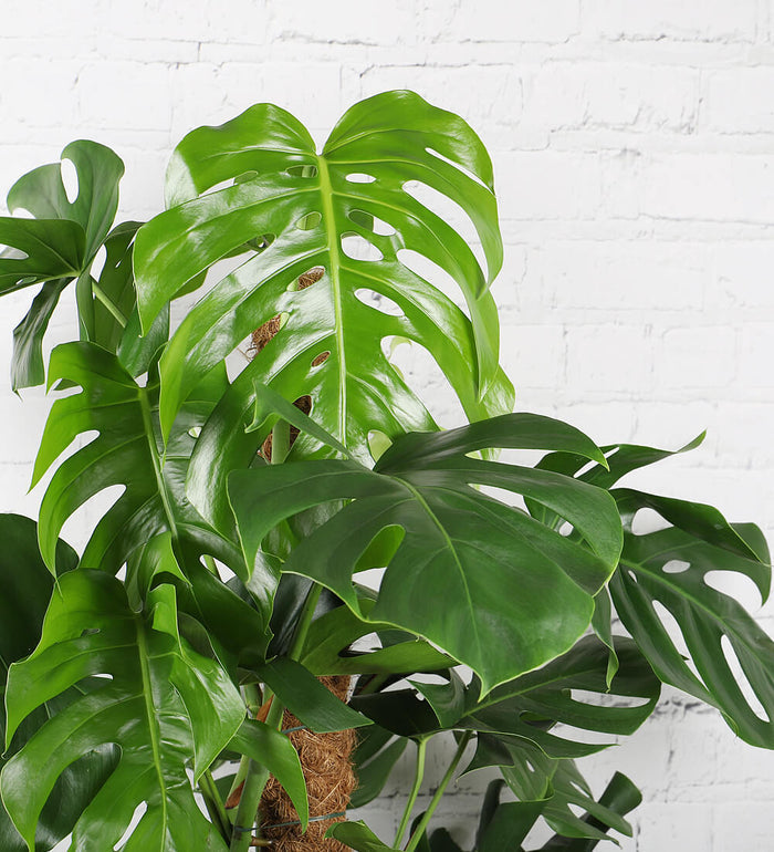 Large Swiss Cheese Plant