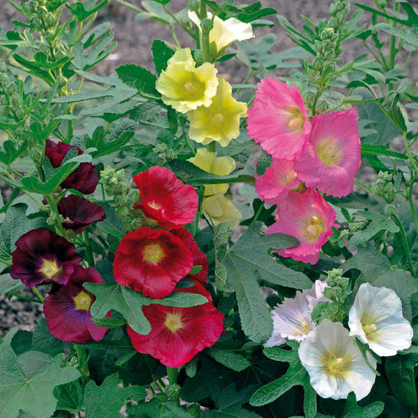 'Las Vegas' Fig Leaf Hollyhock | Alcea
