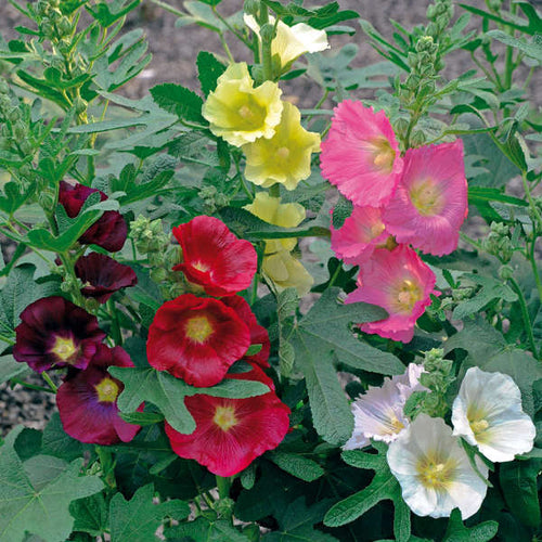 'Las Vegas' Fig Leaf Hollyhock | Alcea