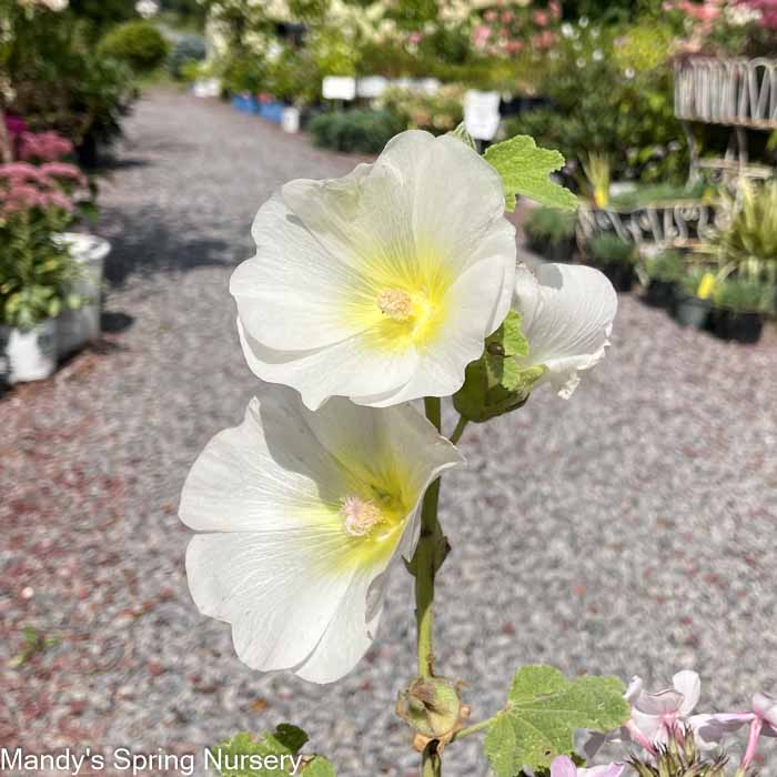 'Las Vegas' Fig Leaf Hollyhock | Alcea