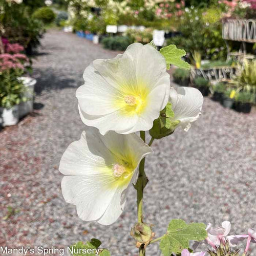 'Las Vegas' Fig Leaf Hollyhock | Alcea