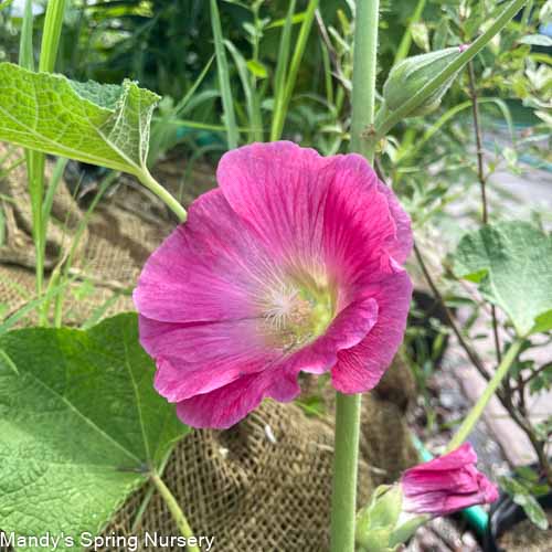 'Las Vegas' Fig Leaf Hollyhock | Alcea