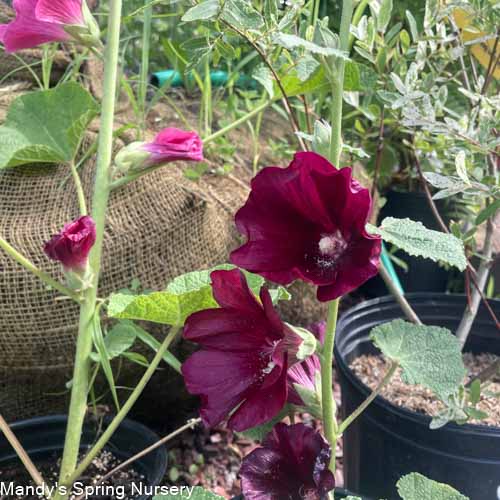 'Las Vegas' Fig Leaf Hollyhock | Alcea