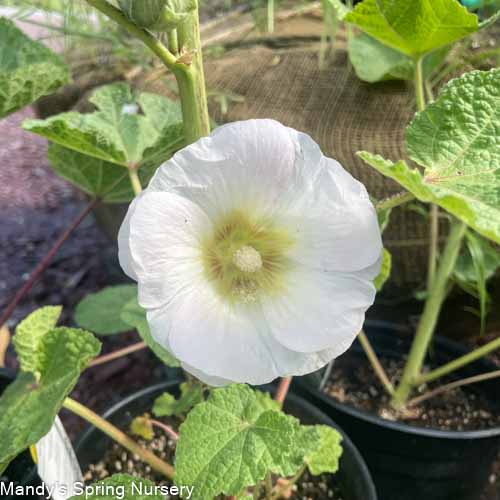 'Las Vegas' Fig Leaf Hollyhock | Alcea