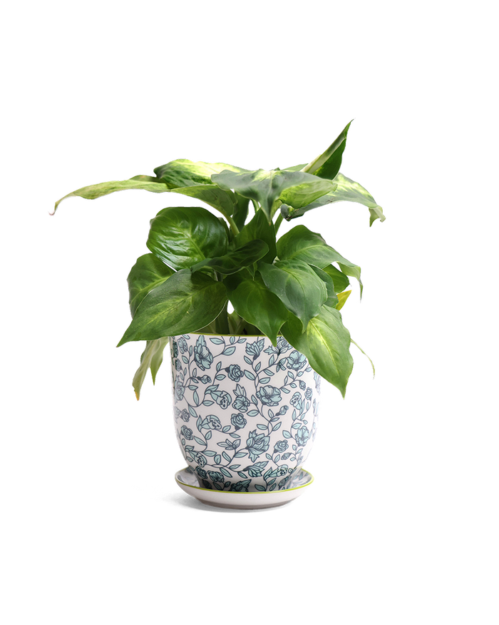 Liberte  Indoor plant pots with drainage 3 & 5 inch planter