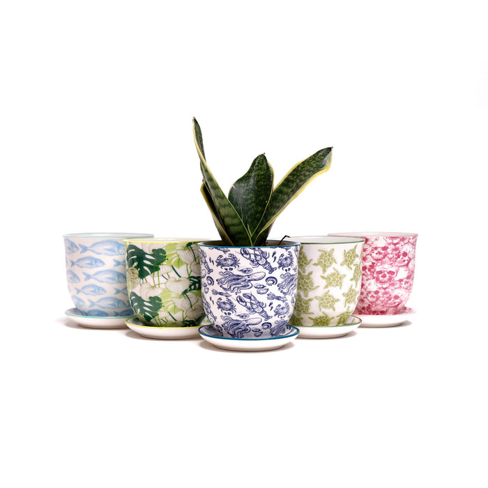 Liberte  Indoor plant pots with drainage 3 & 5 inch planter