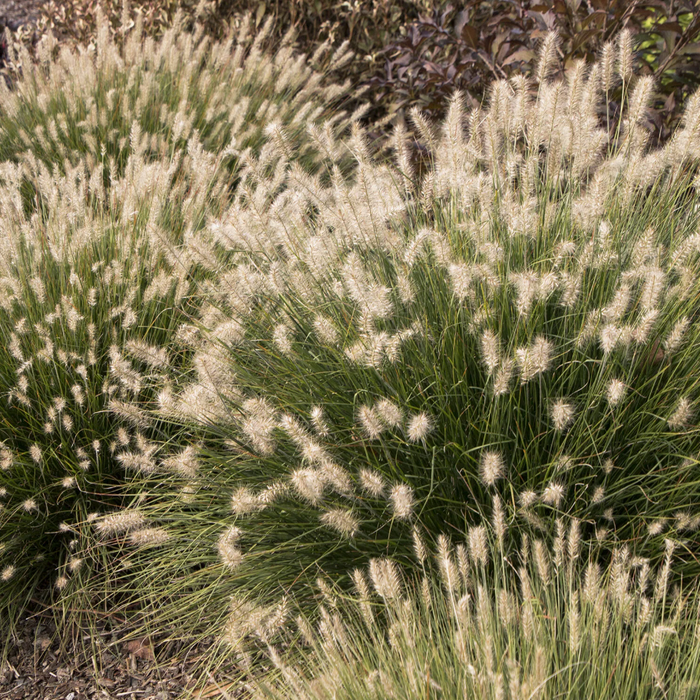 Little Bunny Dwarf Fountain Grass | Pennisetum alopecuroides