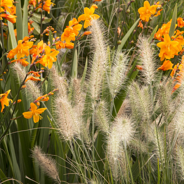 Little Bunny Dwarf Fountain Grass | Pennisetum alopecuroides