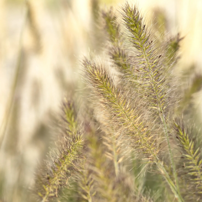 Little Bunny Dwarf Fountain Grass | Pennisetum alopecuroides