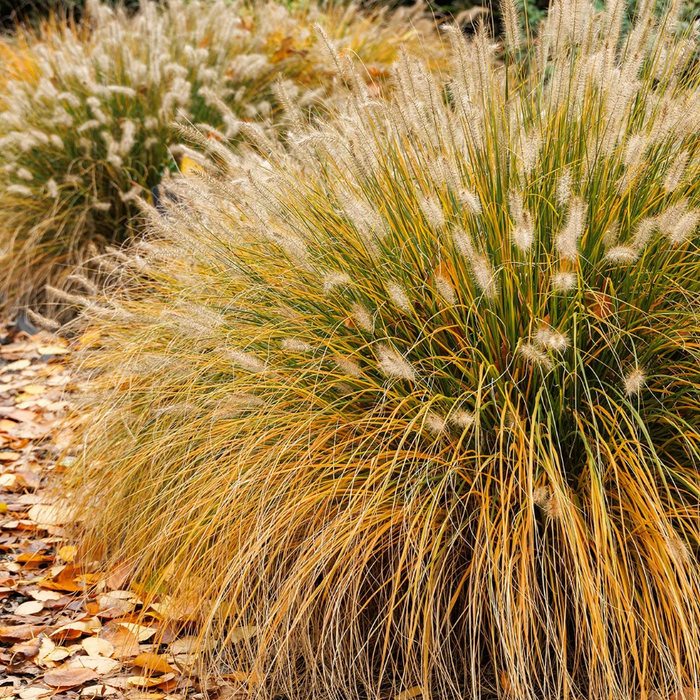 Little Bunny Dwarf Fountain Grass | Pennisetum alopecuroides