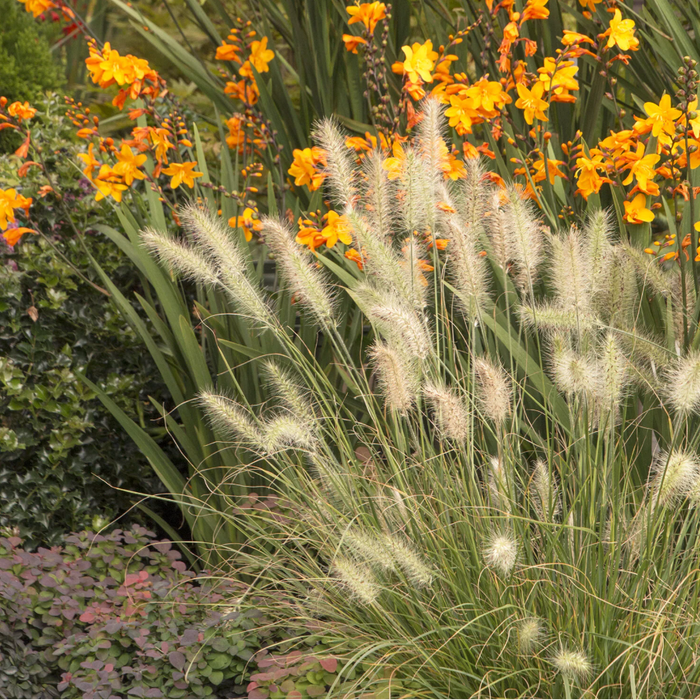 Little Bunny Dwarf Fountain Grass | Pennisetum alopecuroides