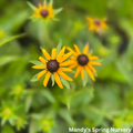 Little Goldstar Black-Eyed Susan | Rudbeckia fulgida