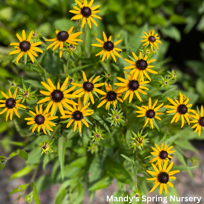 Little Goldstar Black-Eyed Susan | Rudbeckia fulgida