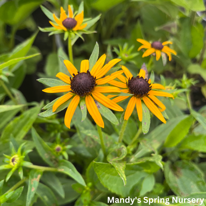 Little Goldstar Black-Eyed Susan | Rudbeckia fulgida
