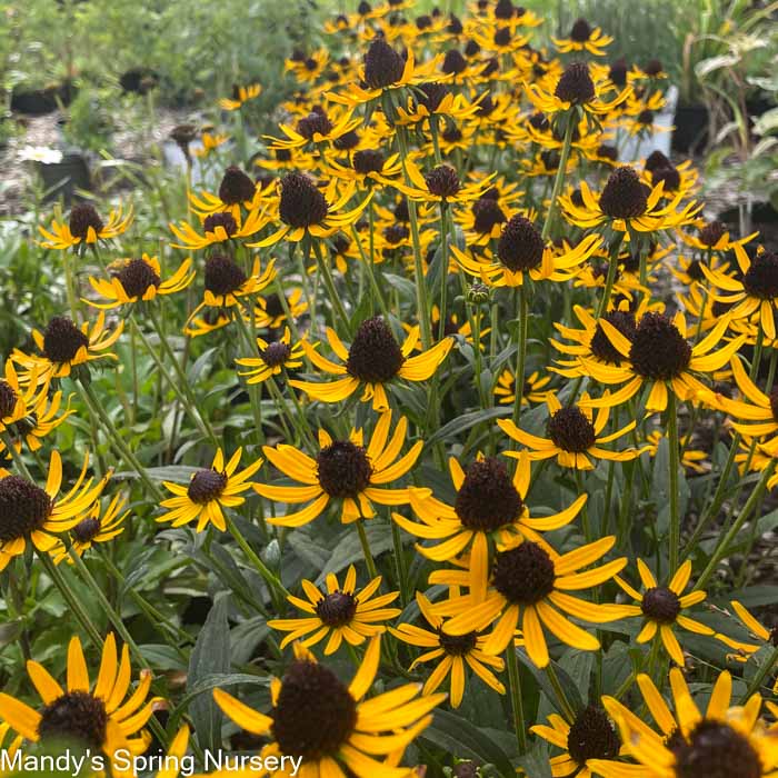 Little Goldstar Black-Eyed Susan | Rudbeckia fulgida