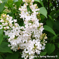Madame Lemoine Lilac | Syringa vulgaris
