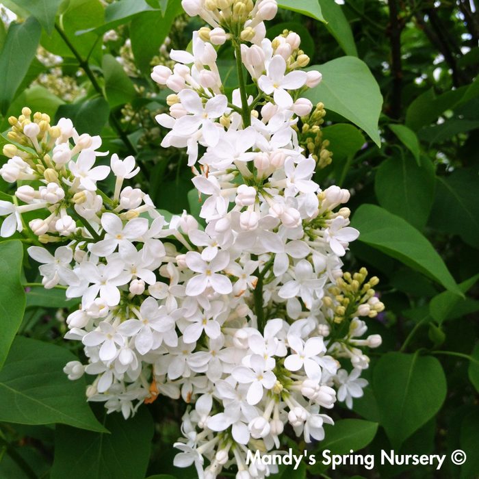 Madame Lemoine Lilac | Syringa vulgaris