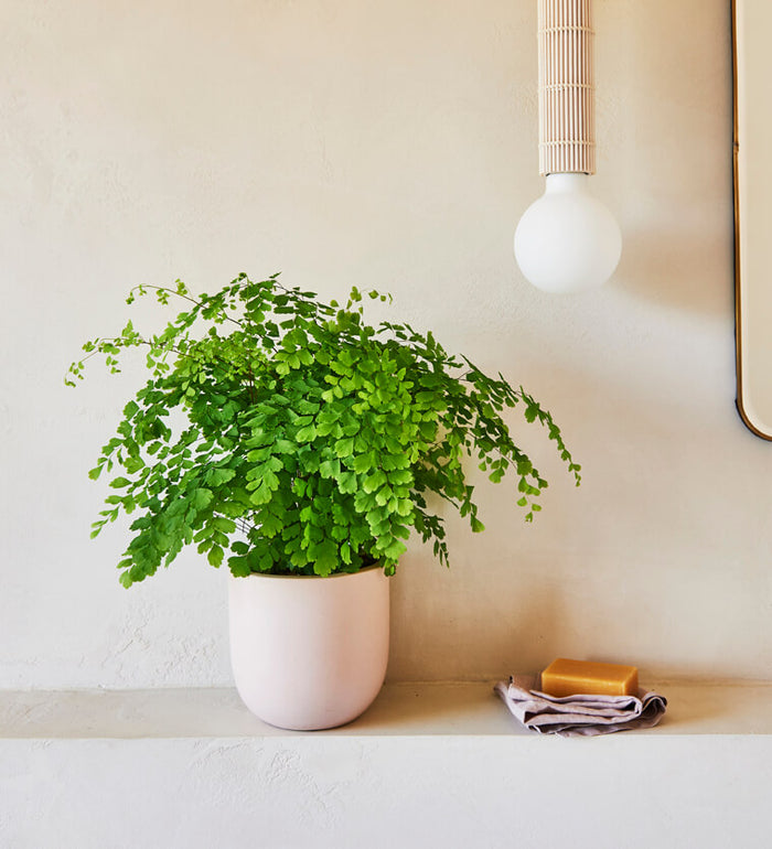Maidenhair Fern