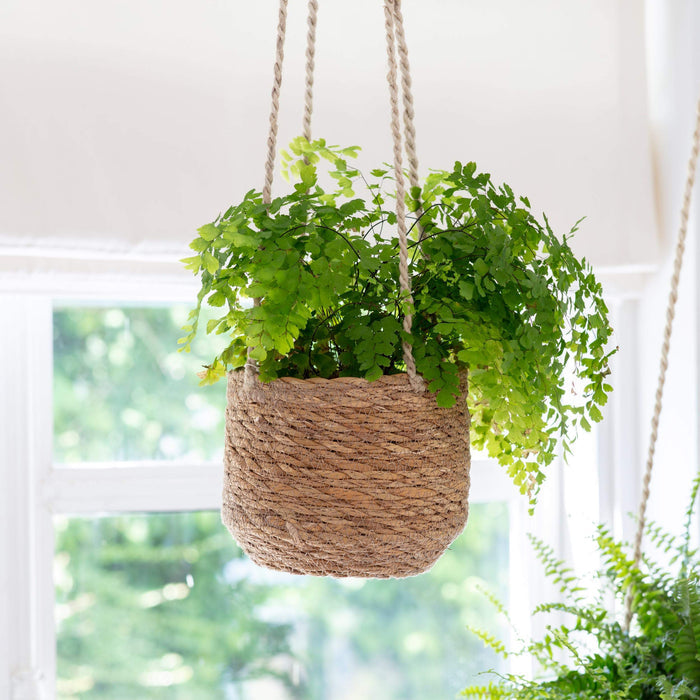 Maidenhair Fern