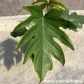 Mayoi Philodendron | Philodendron 'Mayoi'