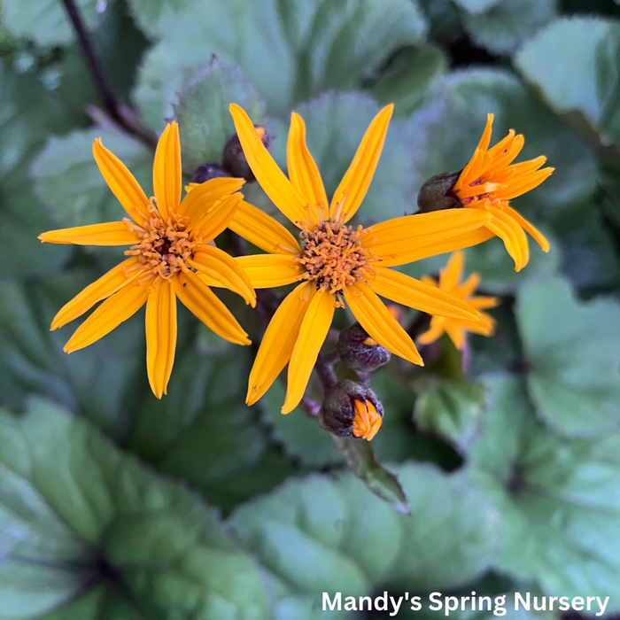 Midnight Lady Ligularia | Ligularia dentata 'Midnight Lady'